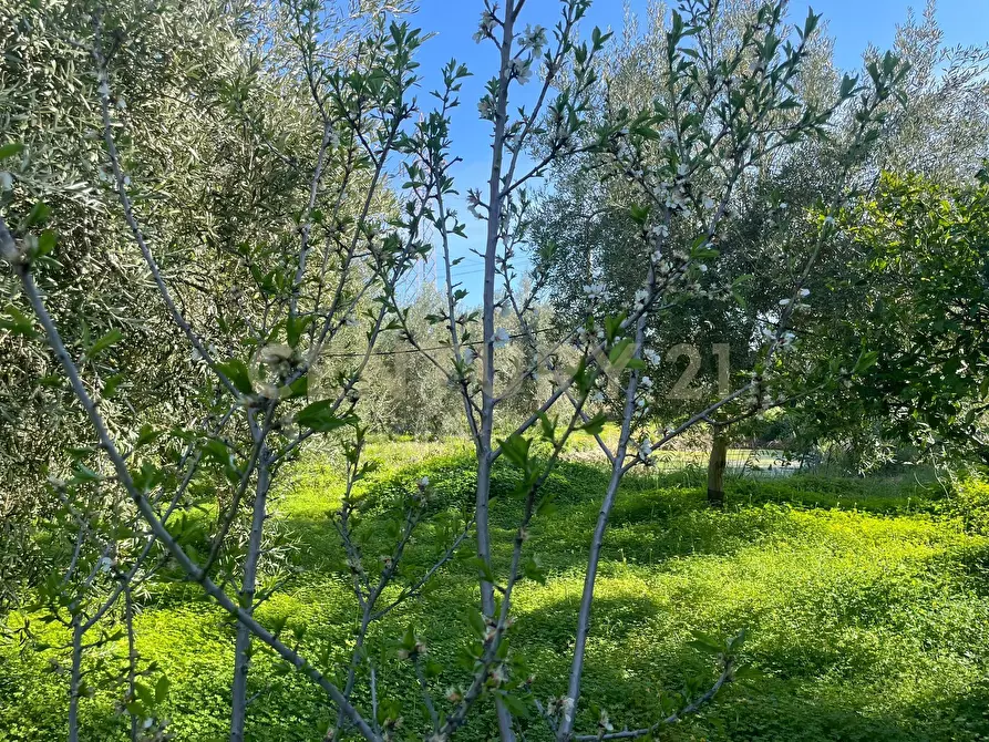 Immagine 15 di Terreno agricolo in vendita  in contrada agnelleria a Belpasso