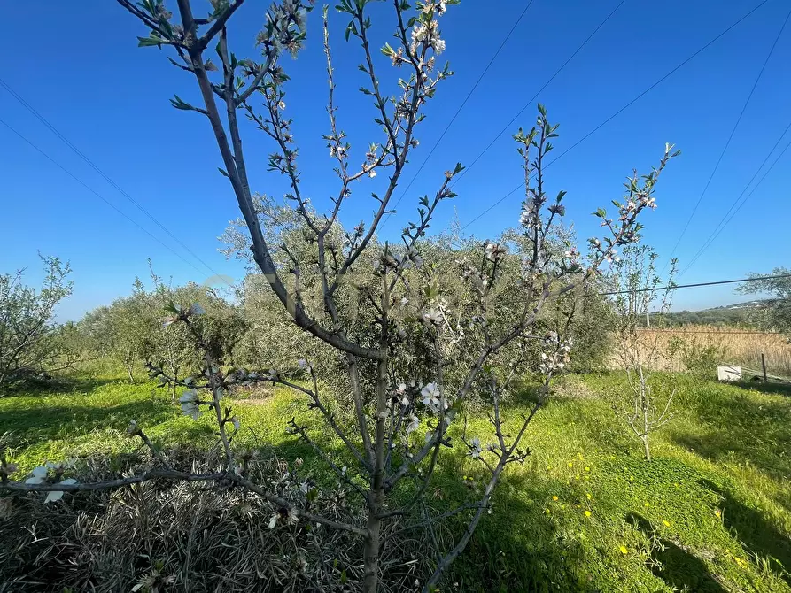 Immagine 31 di Terreno agricolo in vendita  in contrada agnelleria a Belpasso