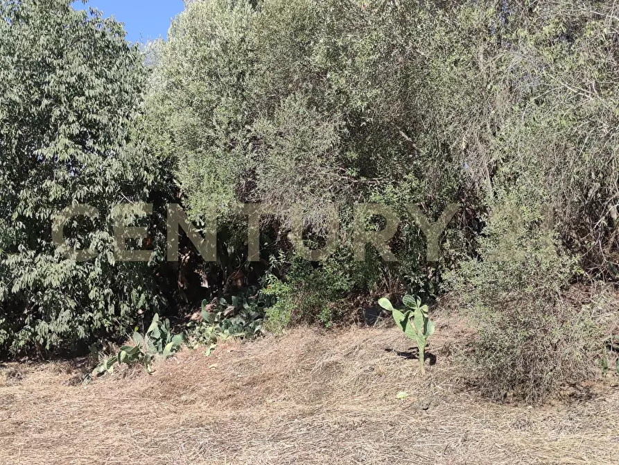 Immagine 7 di Terreno agricolo in vendita  in CONTRADA RACCOMANDATA a Misterbianco