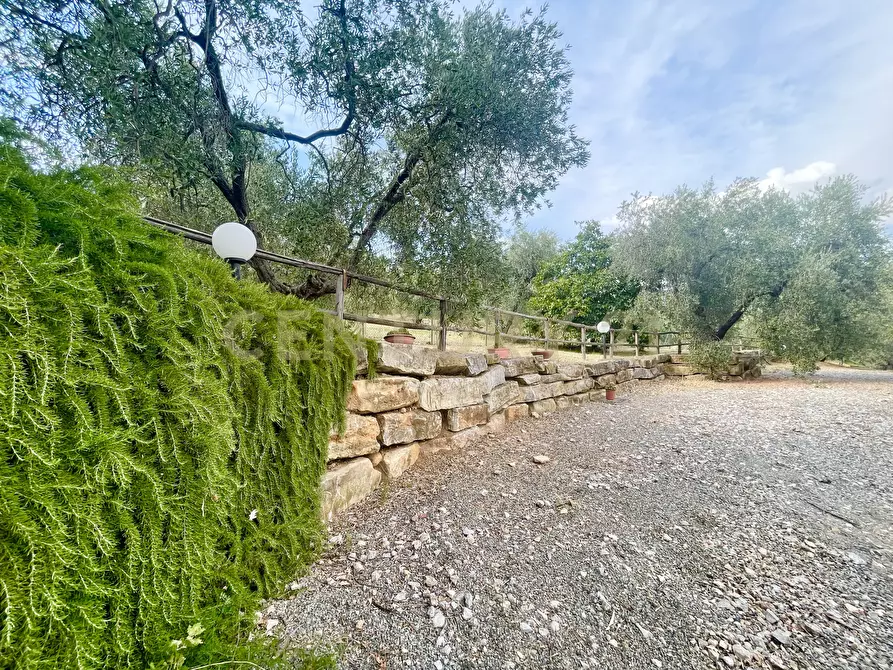 Immagine 24 di Azienda agricola in vendita  in località colle di lupo a Magliano In Toscana