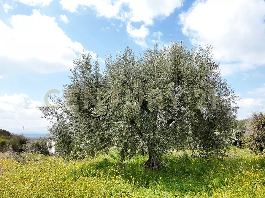 Immagine 4 di Terreno agricolo in vendita  in Contrada malvezzaro a Santa Maria Di Licodia