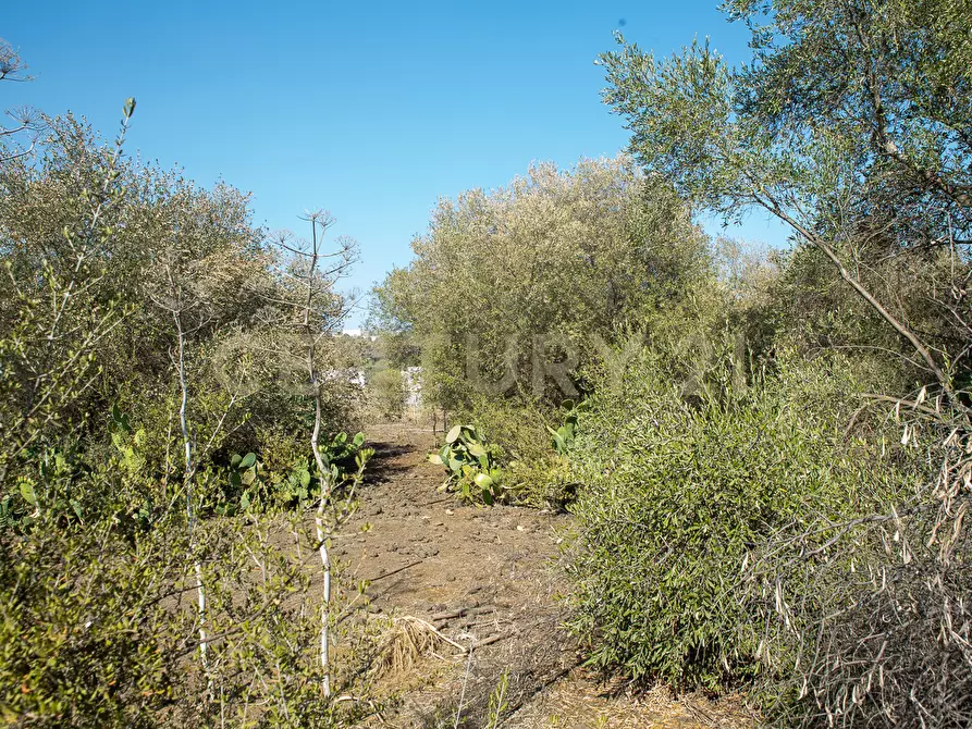 Immagine 21 di Terreno edificabile in vendita  in CONTRA FURERIA snc a Belpasso