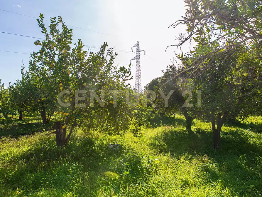 Immagine 12 di Terreno agricolo in vendita  in Via San Piero Patti 108 a Acireale