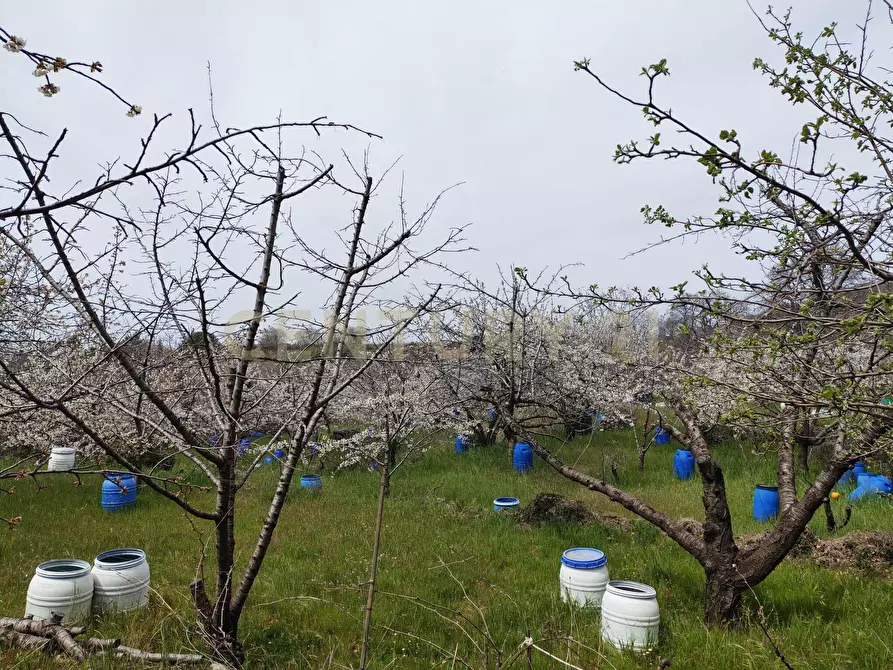 Immagine 21 di Terreno agricolo in vendita  in BIANCAVILLA a Catania