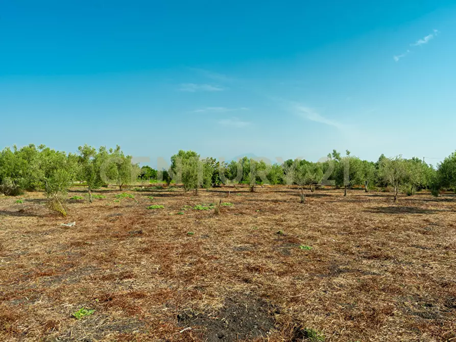 Immagine 36 di Casa indipendente in vendita  in Strada Statale 194 a Carlentini