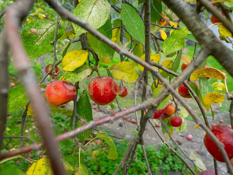 Immagine 34 di Villa in vendita  in via de pretis 4 a Mascalucia