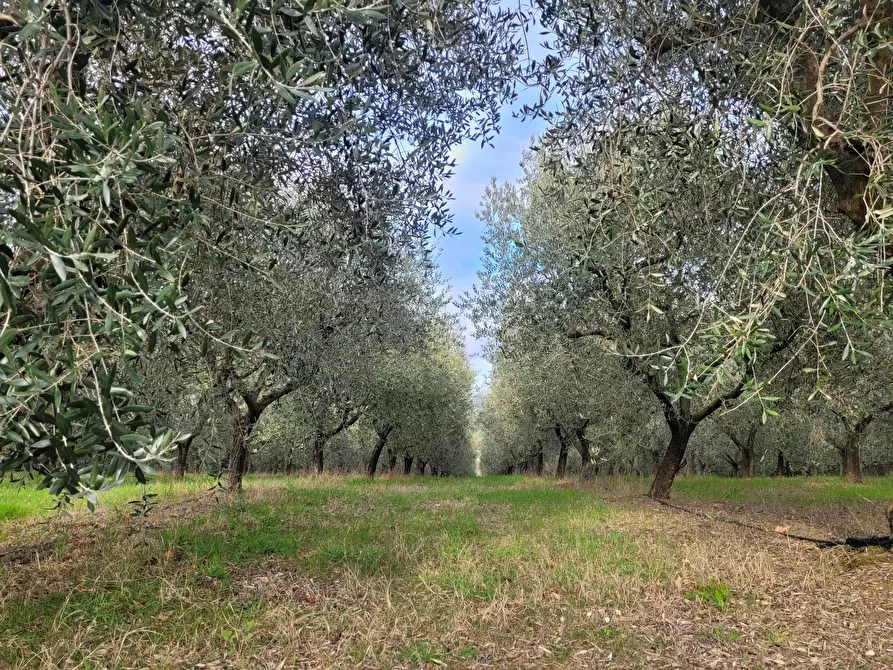 Immagine 19 di Rustico / casale in vendita  in morrovalle a Morrovalle