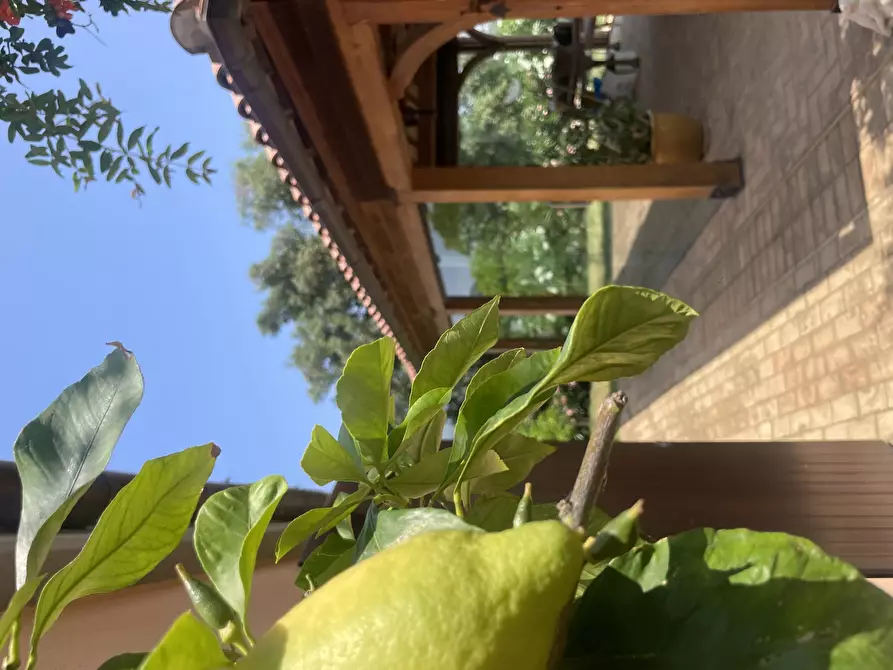 Immagine 20 di Villa in vendita  in Coppo a Sirolo