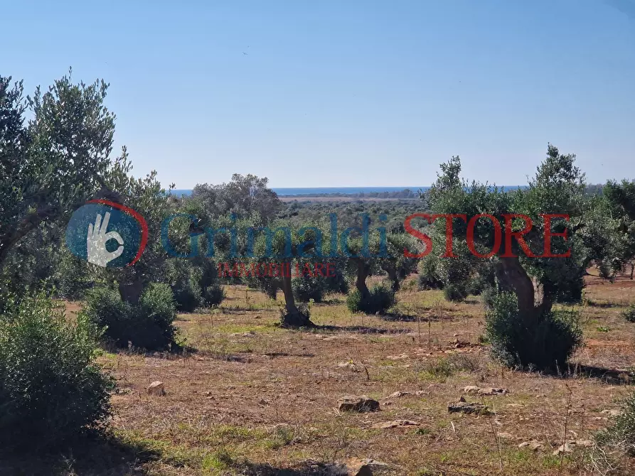 Immagine 20 di Casa indipendente in vendita  a Porto Cesareo