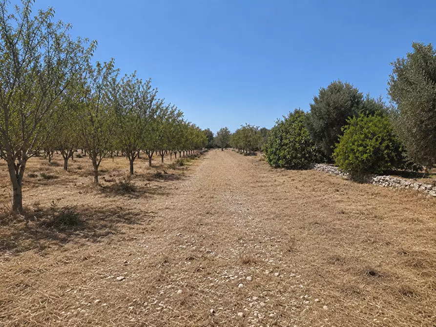 Immagine 2 di Terreno agricolo in vendita  in Contrada San Benedetto a Ostuni
