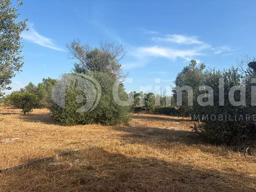 Immagine 22 di Terreno agricolo in vendita  in Contrada Coline a Alezio
