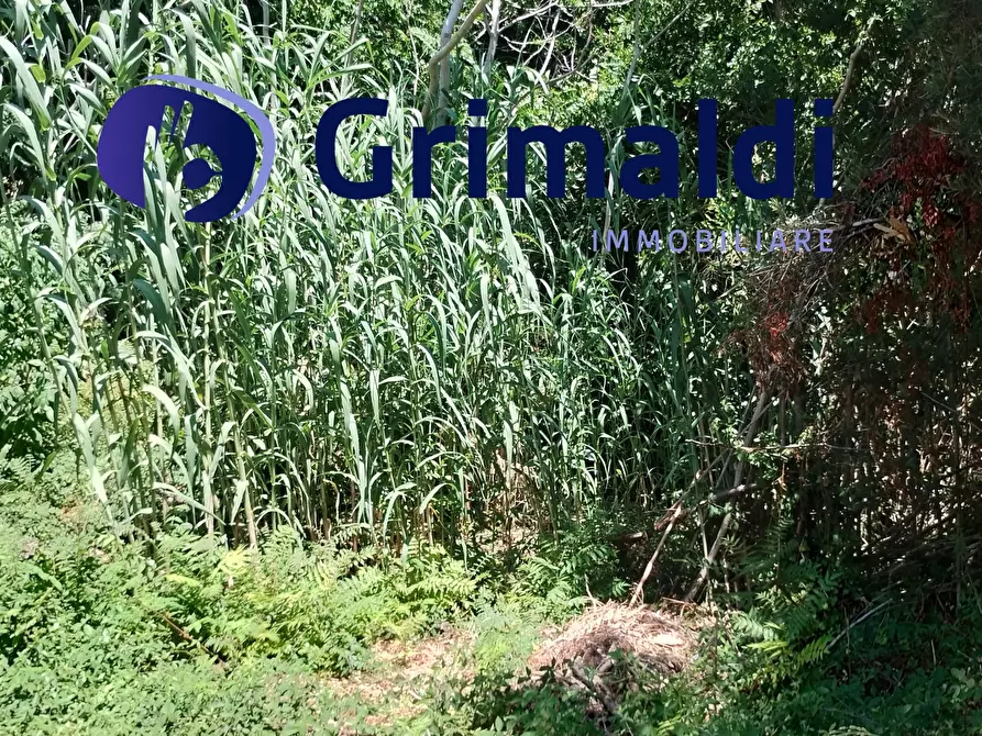 Immagine 14 di Terreno agricolo in vendita  in Corsa Regina Elena SNC a Barano D'ischia