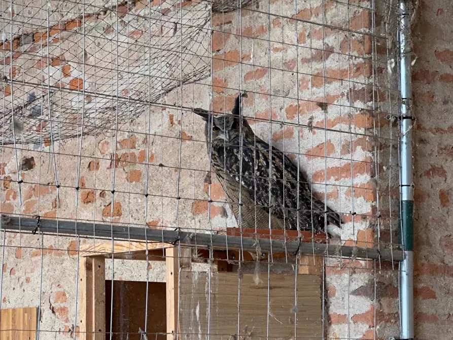 Immagine 16 di Rustico / casale in vendita  in via umberto 1 a Greggio