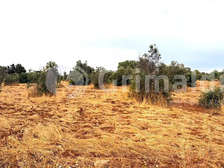 Immagine 13 di Terreno agricolo in vendita  in Strada Statale 274 a Gallipoli
