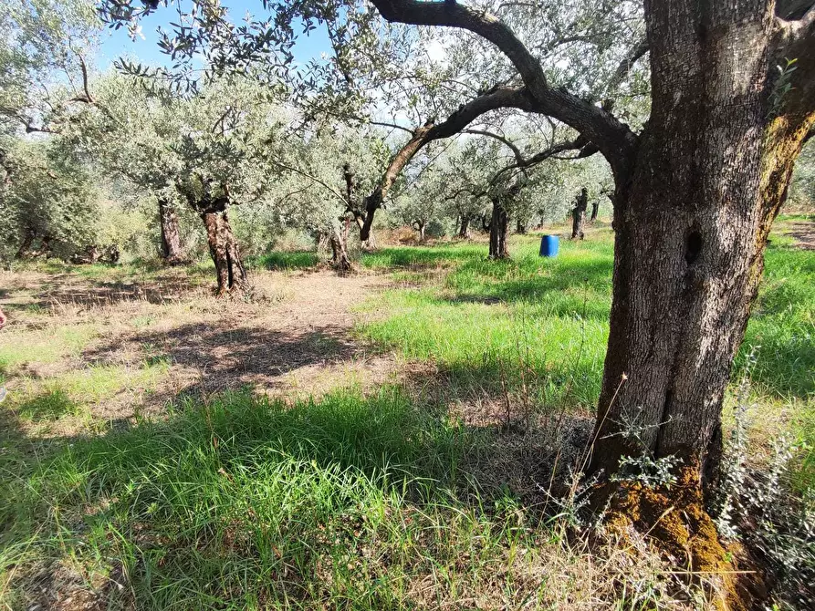 Immagine 3 di Terreno agricolo in vendita  in via col di mezzo a Guidonia Montecelio