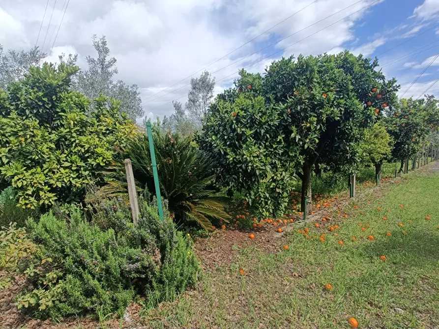 Immagine 19 di Casa indipendente in vendita  in strada provinciale a Pianopoli