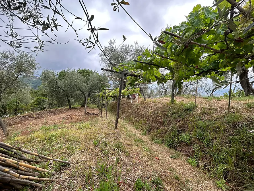 Immagine 26 di Terreno edificabile in vendita  a Arcola