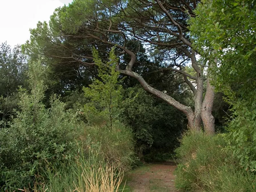 Immagine 77 di Villa in vendita  a Sarzana