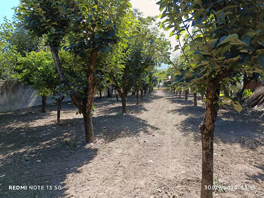 Immagine 7 di Terreno agricolo in vendita  in Via San Maria a Palo 59 a Nocera Inferiore