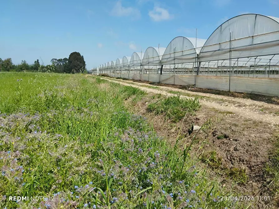 Immagine 18 di Terreno agricolo in vendita  in via bernardo tanucci a Eboli