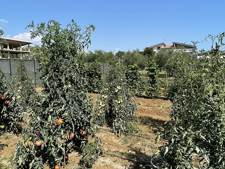 Immagine 9 di Terreno industriale in vendita  a Città Sant'angelo
