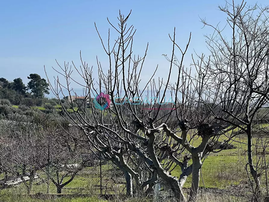 Immagine 9 di Terreno agricolo in vendita  a Silvi