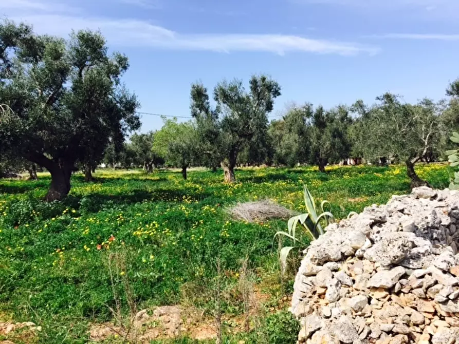 Immagine 12 di Terreno edificabile in vendita  in Contrada Giovannarolla a Ostuni