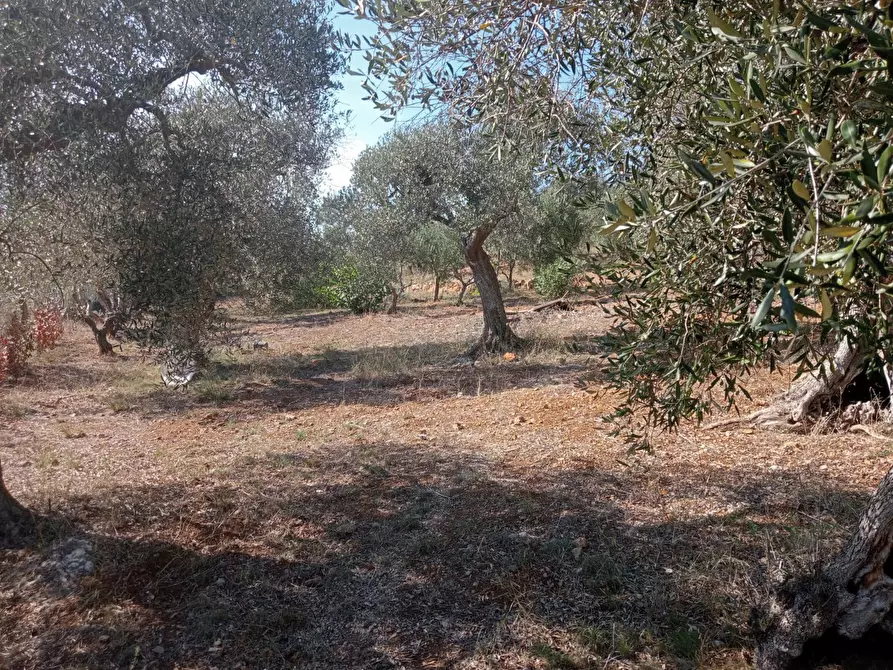 Immagine 1 di Terreno agricolo in vendita  in via provinca a Orbetello