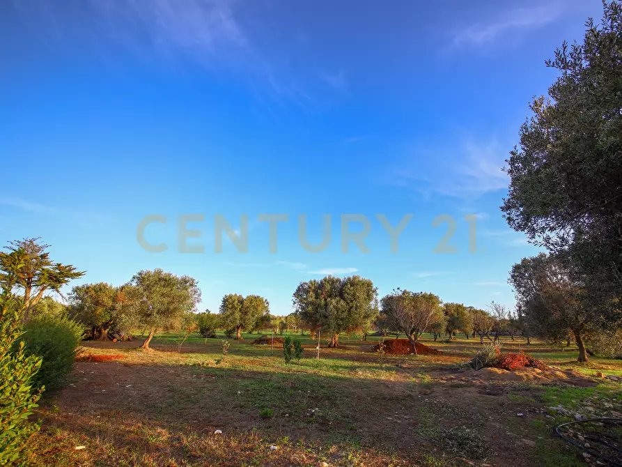 Immagine 27 di Villa in vendita  a Carovigno