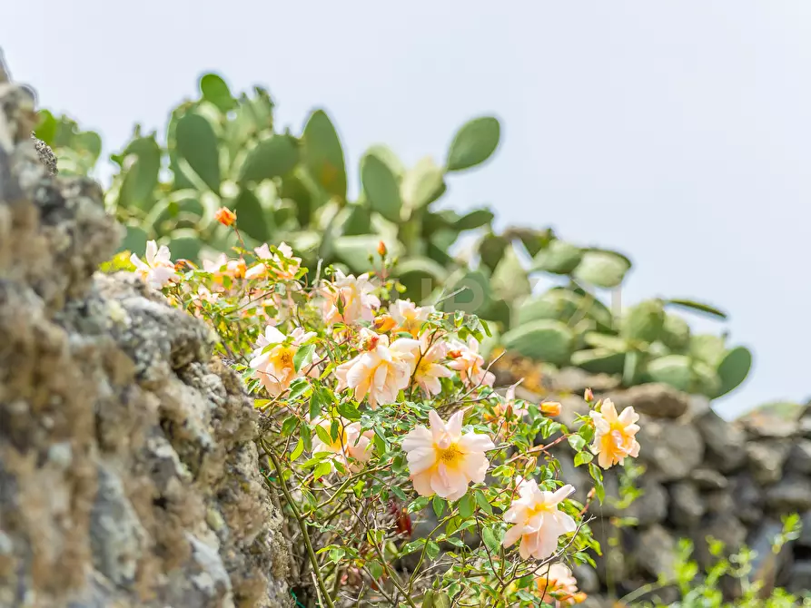 Immagine 35 di Casa indipendente in vendita  in 91017 Pantelleria TP a Pantelleria