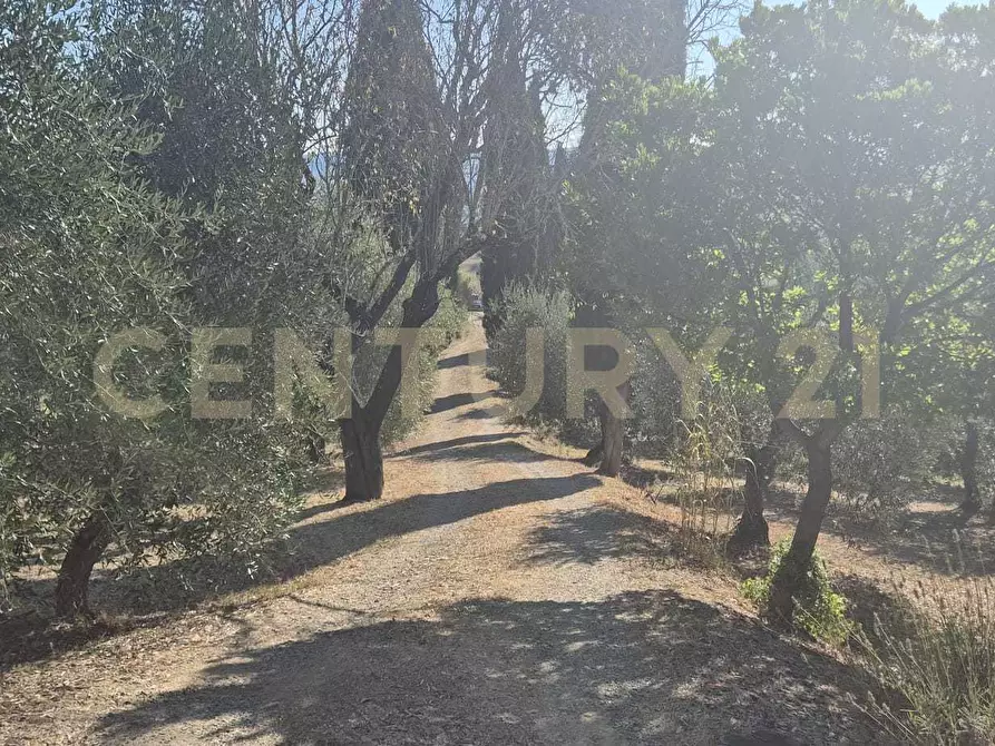 Immagine 28 di Azienda agricola in vendita  in località poggio al capraio snc a Roccastrada