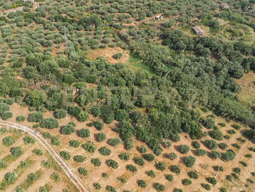 Immagine 25 di Terreno agricolo in vendita  in Via San Leo a Adrano
