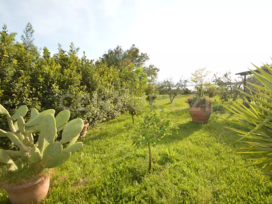 Immagine 19 di Terreno agricolo in vendita  in Loc. quattrostrade a Orbetello