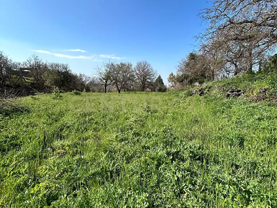 Immagine 11 di Terreno agricolo in vendita  in CONTRADA VIGNE a Biancavilla