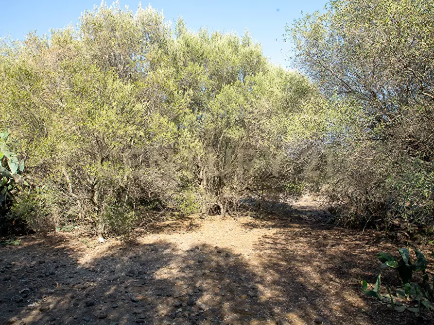 Immagine 15 di Terreno edificabile in vendita  in CONTRA FURERIA snc a Belpasso