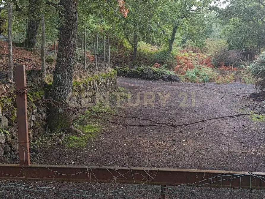Immagine 7 di Terreno agricolo in vendita  in contrada porcheria SNC a Maletto