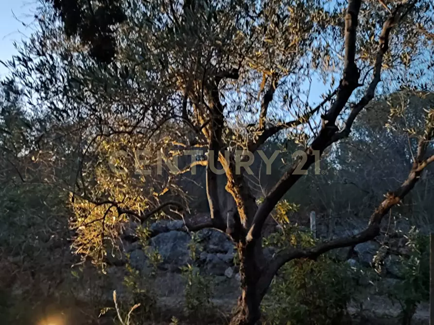 Immagine 3 di Terreno agricolo in vendita  in via provinca a Orbetello