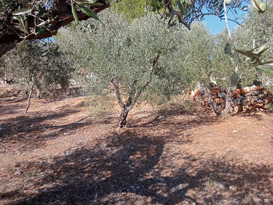 Immagine 7 di Terreno agricolo in vendita  in via provinca a Orbetello