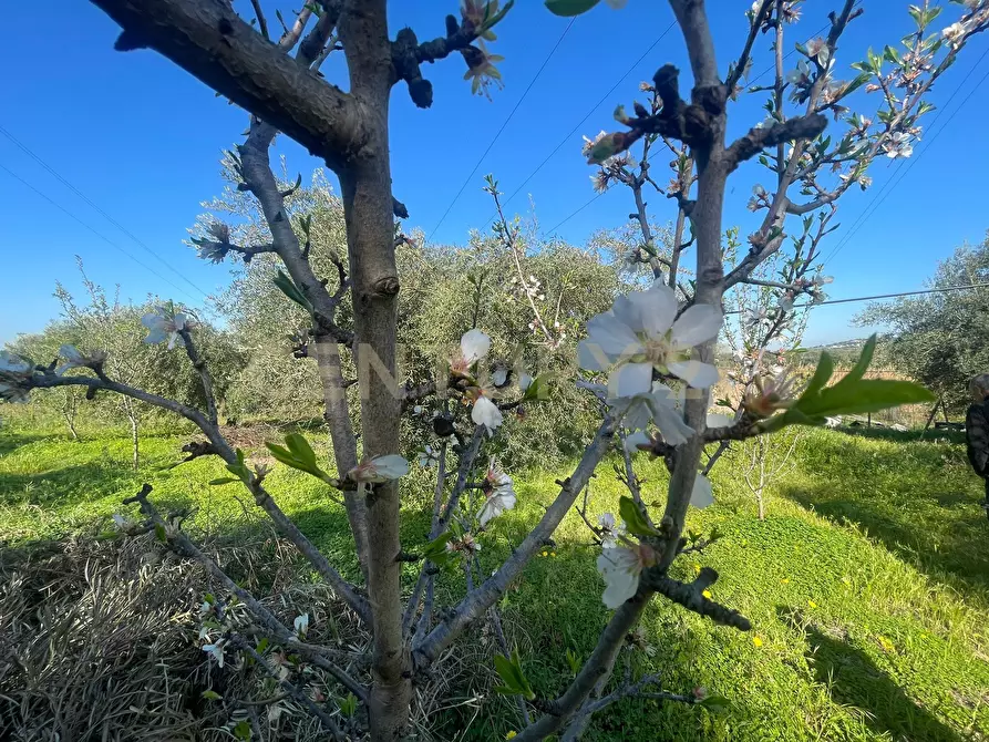 Immagine 30 di Terreno agricolo in vendita  in contrada agnelleria a Belpasso
