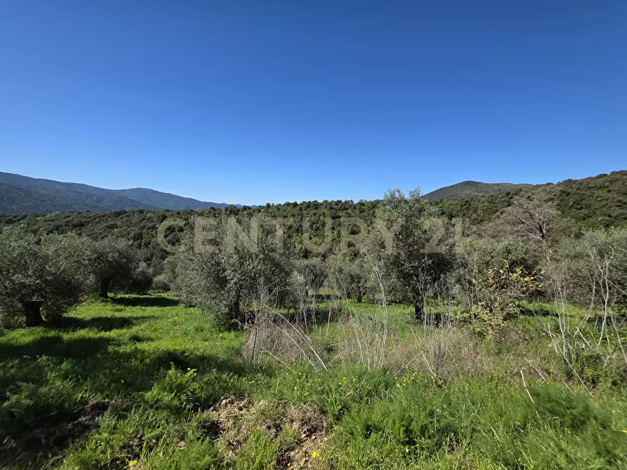 Immagine 12 di Rustico / casale in vendita  in località cesi a Gavorrano