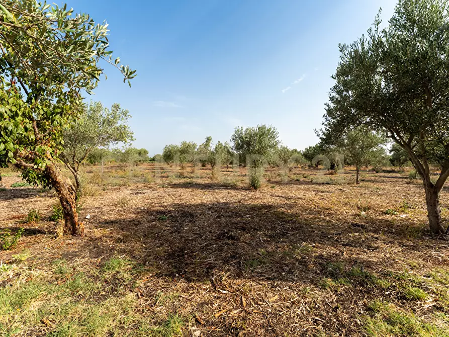 Immagine 5 di Terreno agricolo in vendita  in Strada Statale 194 a Carlentini