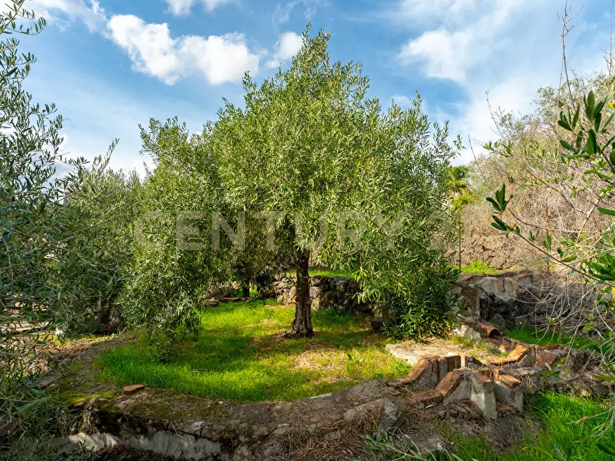 Immagine 34 di Terreno agricolo in vendita  in Via Cerza 35 a San Gregorio Di Catania