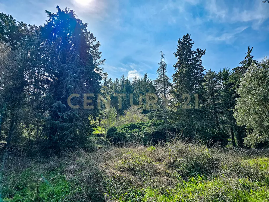 Immagine 31 di Rustico / casale in vendita  in Strada Provinciale 7 a Cinigiano