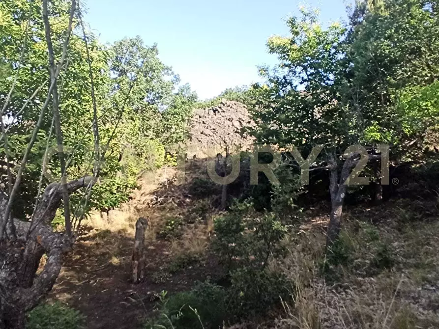 Immagine 22 di Terreno agricolo in vendita  in C.da Filiciusa a Biancavilla