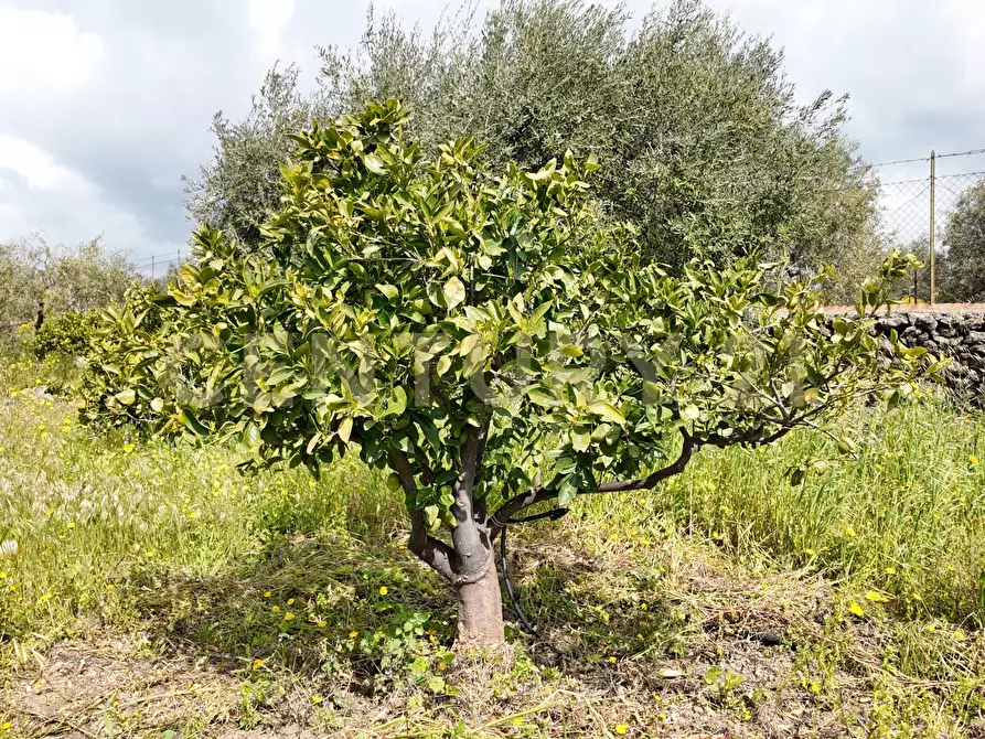 Immagine 2 di Terreno agricolo in vendita  in Contrada malvezzaro a Santa Maria Di Licodia