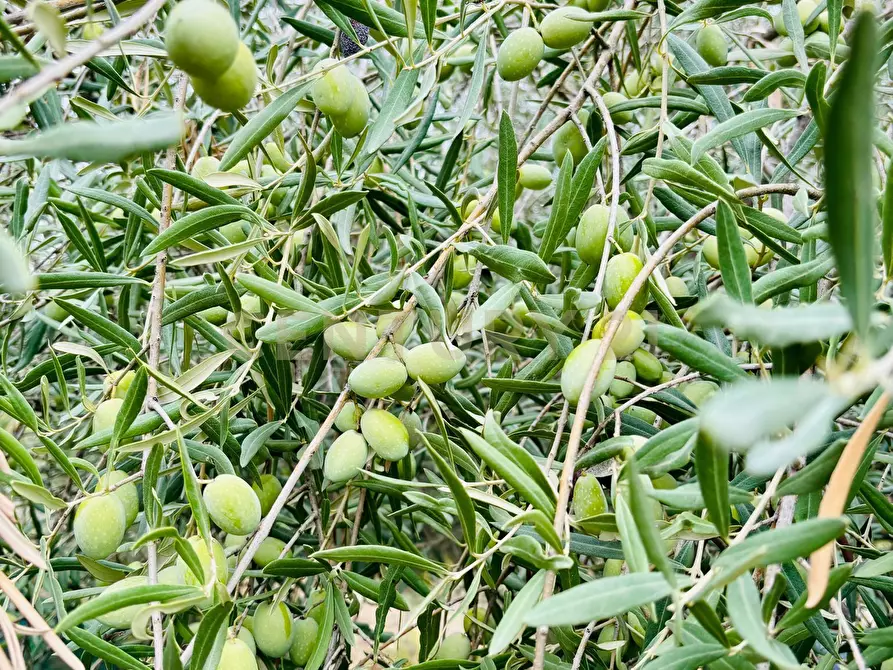 Immagine 39 di Rustico / casale in vendita  in strada provinciale 104 a Modica