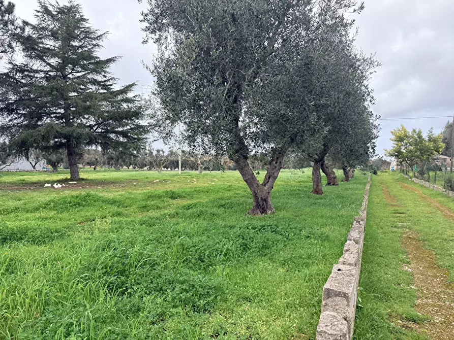 Immagine 7 di Casa indipendente in vendita  in contrada sorbole a Ostuni