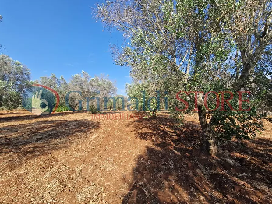 Immagine 8 di Terreno agricolo in vendita  a Latiano