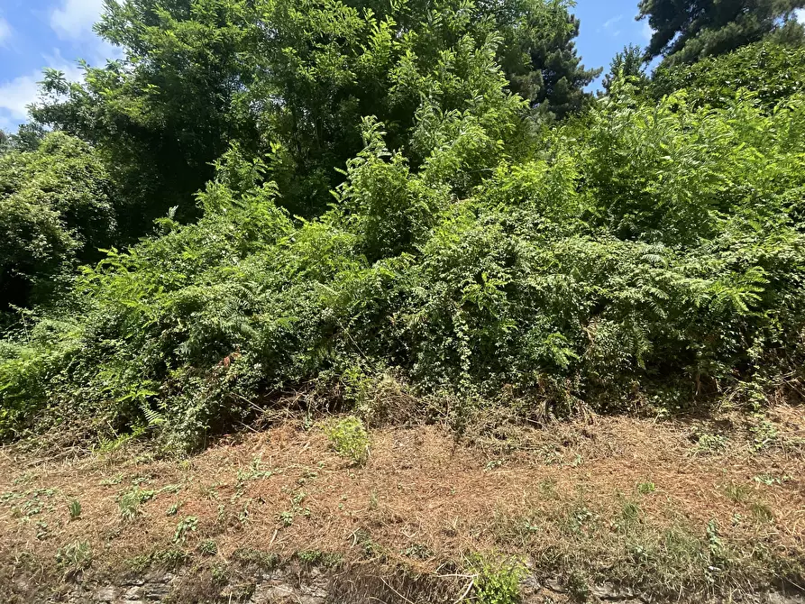 Immagine 31 di Rustico / casale in vendita  a Seravezza