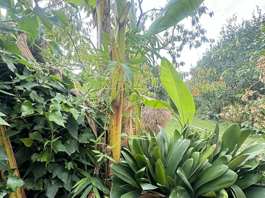 Immagine 59 di Porzione di casa in vendita  a Pietrasanta